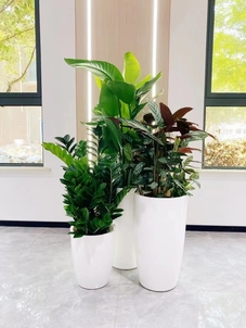 超赞！宁波北仑花卉租摆，服务贴心没话说！